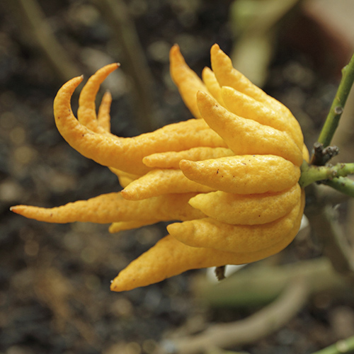 Buddha Hand sq.jpg