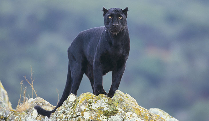panther-image.jpg